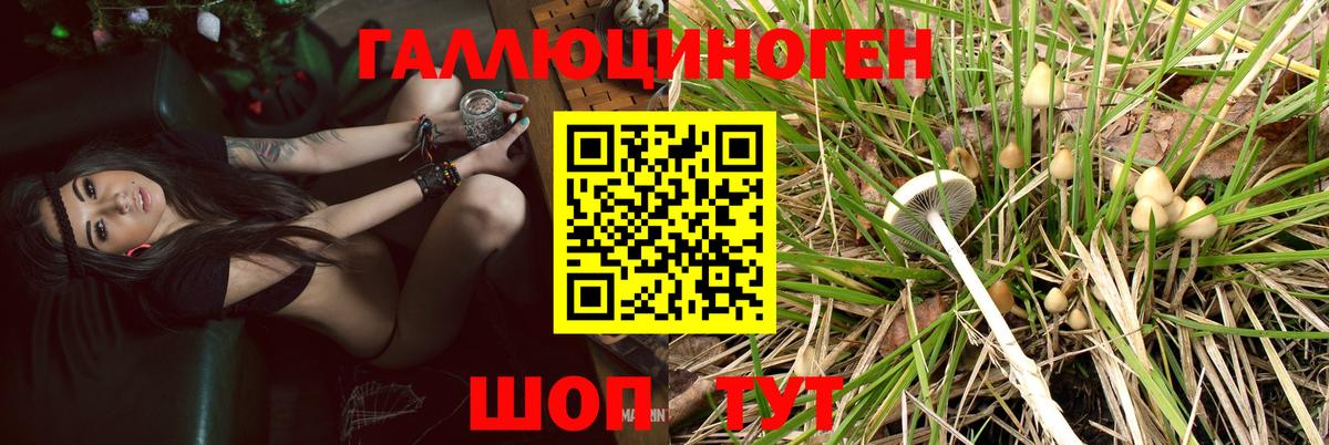 Туапсе  Галлюциногенные грибы Cubensis  Вход с VPN 